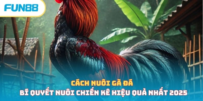 Cách Nuôi Gà Đá - Bí Quyết Nuôi Chiến Kê Hiệu Quả Nhất 2026 cach nuoi ga da anh dai dien